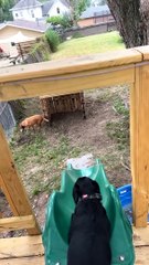 These Dogs Don't Need Humans to Play Fetch