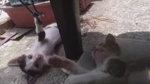 String Kittens PART 3 Cat Play Cat Videos Stray Cats