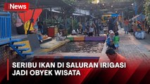 Wisata Murah Meriah di Yogyakarta, Berisi Seribu Ikan di Saluran Irigasi