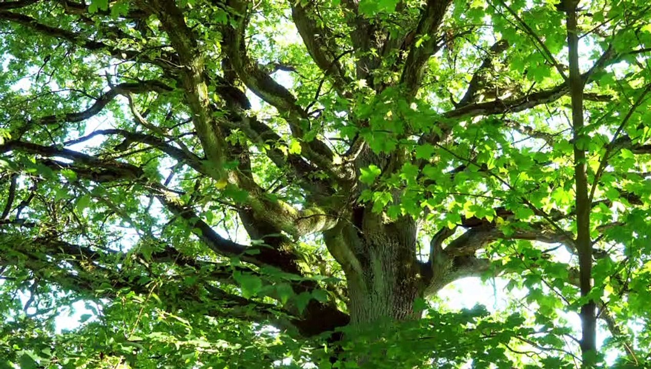 Ist das Gemüse schon reif?