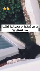 باعت قططها لترتاح منها ... قطاها : - She sold her cats to rest from her... Her cats: