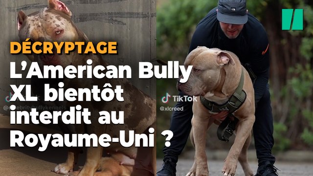 Le gouvernement anglais veut bannir cette race de chiens après une série d’attaques