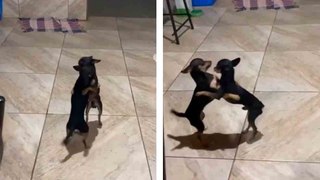 Hulvaton video: koiranpennut eivät voi kuulla forró-musiikkia ilman, että alkavat tanssia