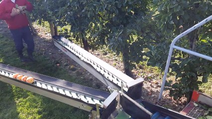 Récolte des pommes au verger d'epinoy