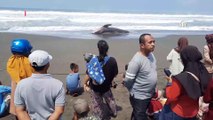 Dev balina köpekbalığı kıyıya vurdu: 7.4 metre uzunluğunda ve yaklaşık 2 ton ağırlığında!