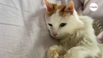 Elle adopte un chat de 20 ans et ne s’attendait pas une seconde à ce qui allait se passer (Vidéo)