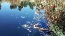Büyük Menderes Havzası'nda Toplu Balık Ölümleri