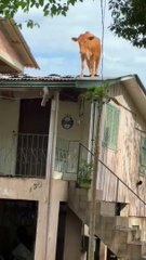 ¿Cómo termino esta vaca encima del techo de una casa?