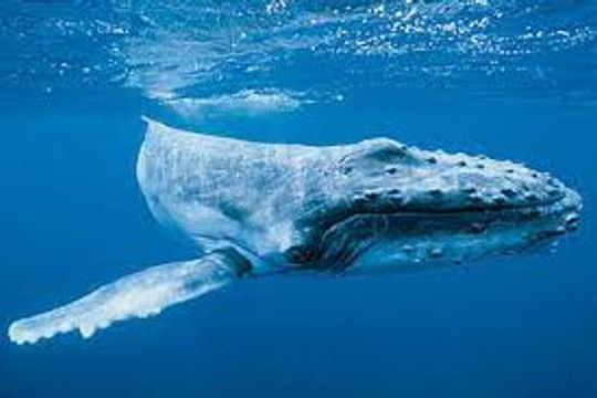 « Une année exceptionnelle » : à la Réunion, le nombre de baleines à bosse bat des records