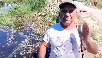 Büyük Menderes'te toplu balık ölümleri... Nedeni belli oldu