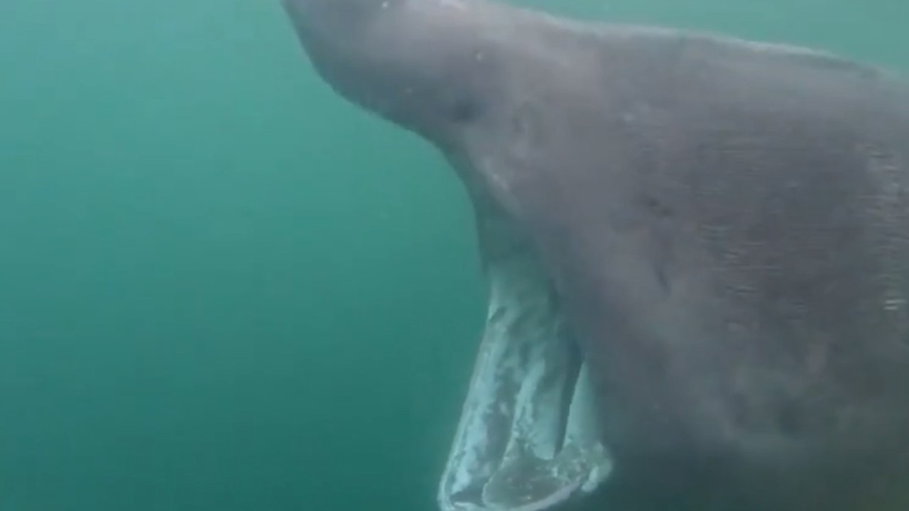En Écosse, un homme tombe nez à nez avec un requin de 8 mètres et filme sa rencontre