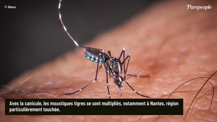 Moustique tigre : Une arme absolue enfin dévoilée, "ils n'aiment pas..."