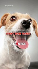 Te damos los mejores tips para que comiences a entender a tu perro