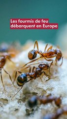 Les fourmis de feu débarquent en Europe