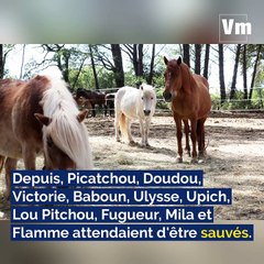 Les poneys abandonnés à Vidauban ont trouvé refuge à Nice