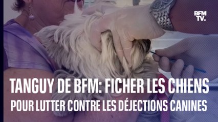 TANGUY DE BFM - À Béziers, les chiens sont fichés pour lutter contre les déjections canines dans la rue
