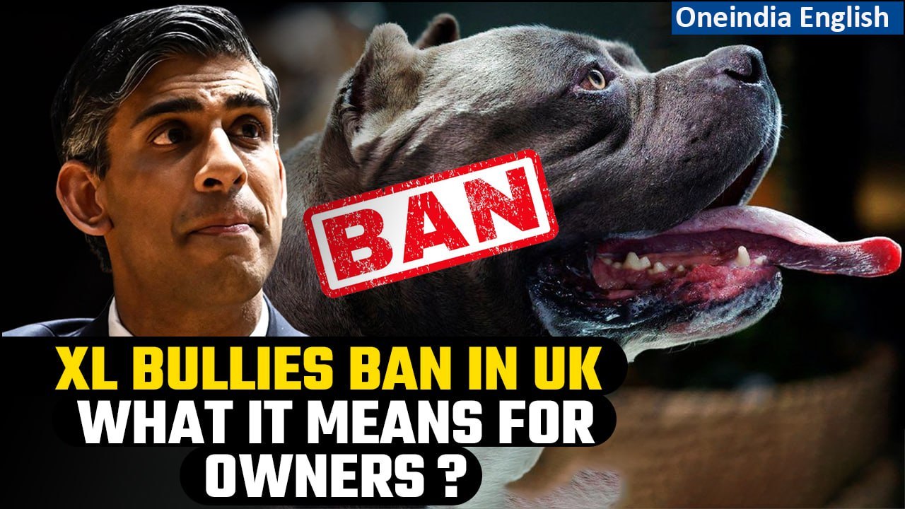 UK American XL bully dogs to be banned after attacks, Rishi Sunak says Oneindia News video