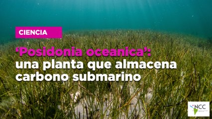 ‘Posidonia oceanica’: una planta que almacena carbono submarino