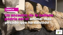 Un ancestro de la ballena podría ser el animal más pesado que ha existido