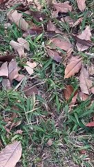 Cobra é vista no parque da cidade