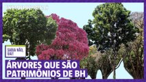 Árvores que são patrimônio de BH