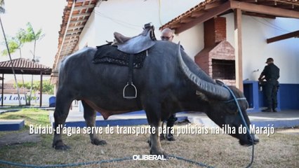 Búfalo-d'água serve de transporte para policiais na ilha do Marajó