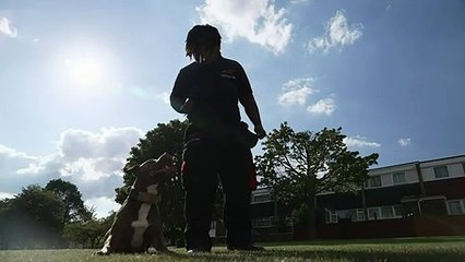 Dog trainer: when you buy a dog it’s your responsibility