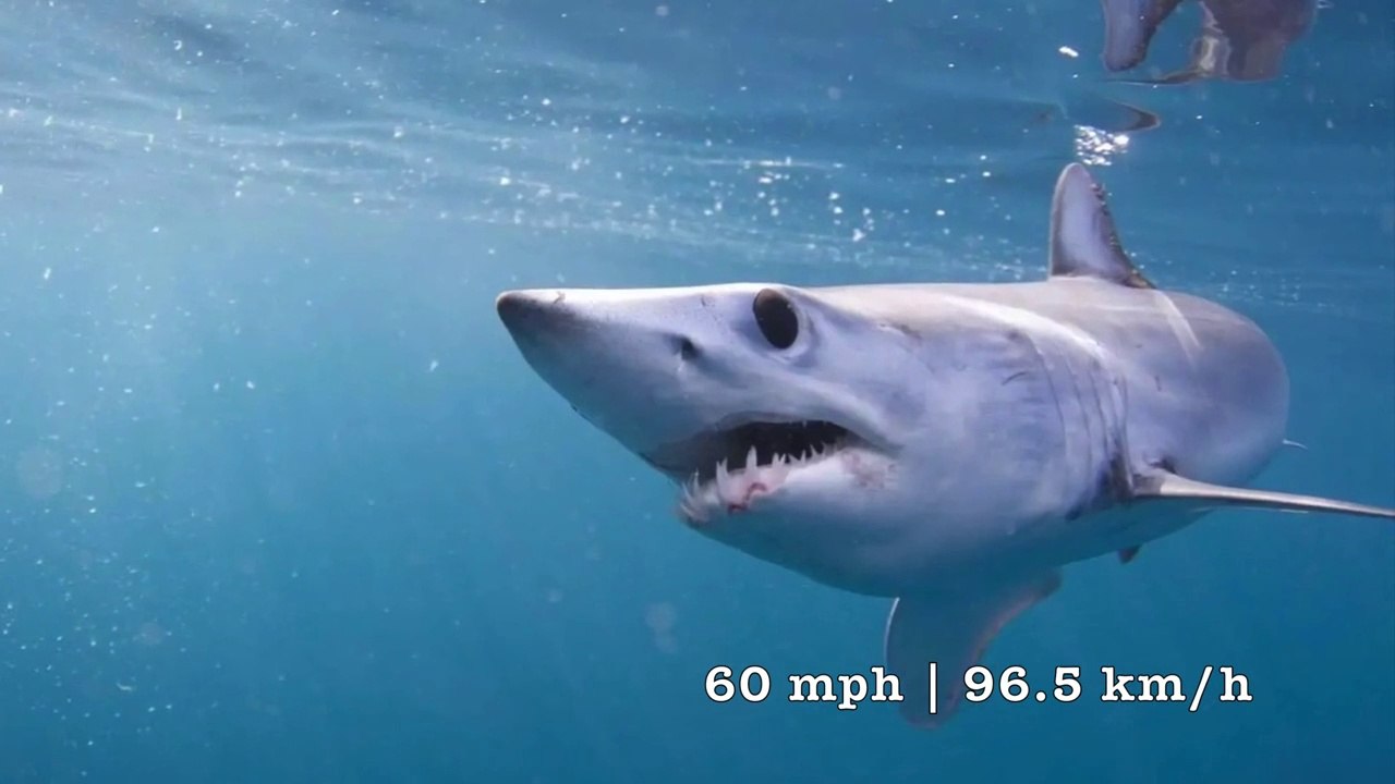 Top 10 Fastest Sharks in the World