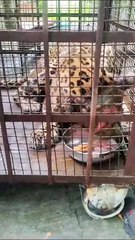 पशु चिकित्सक और वन विभाग की मेहनत ला रही है रंग