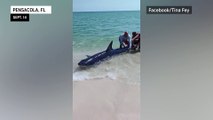 Beached mako shark rescued in Florida