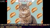 Can cats eat peanut butter? What to know to keep your pet safe - 1breakingnews.com