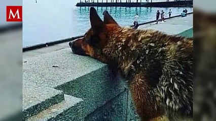 La conmovedora espera de Mukhtar: Un perro que aguardó a su amo por más de 10 años