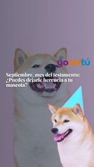 Septiembre, mes del testamento: ¿Puedes dejarle herencia a tu mascota?
