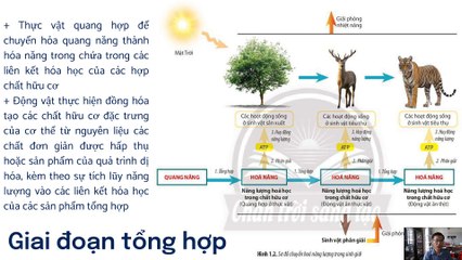 Sinh 11 - Bài 1 Khái quát về trao đổi chất và chuyển hóa năng lượng ở sinh vật