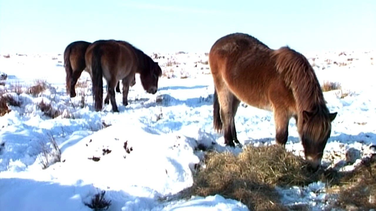 Tractor Ted in Wintertime | movie | 2005 | Official Trailer