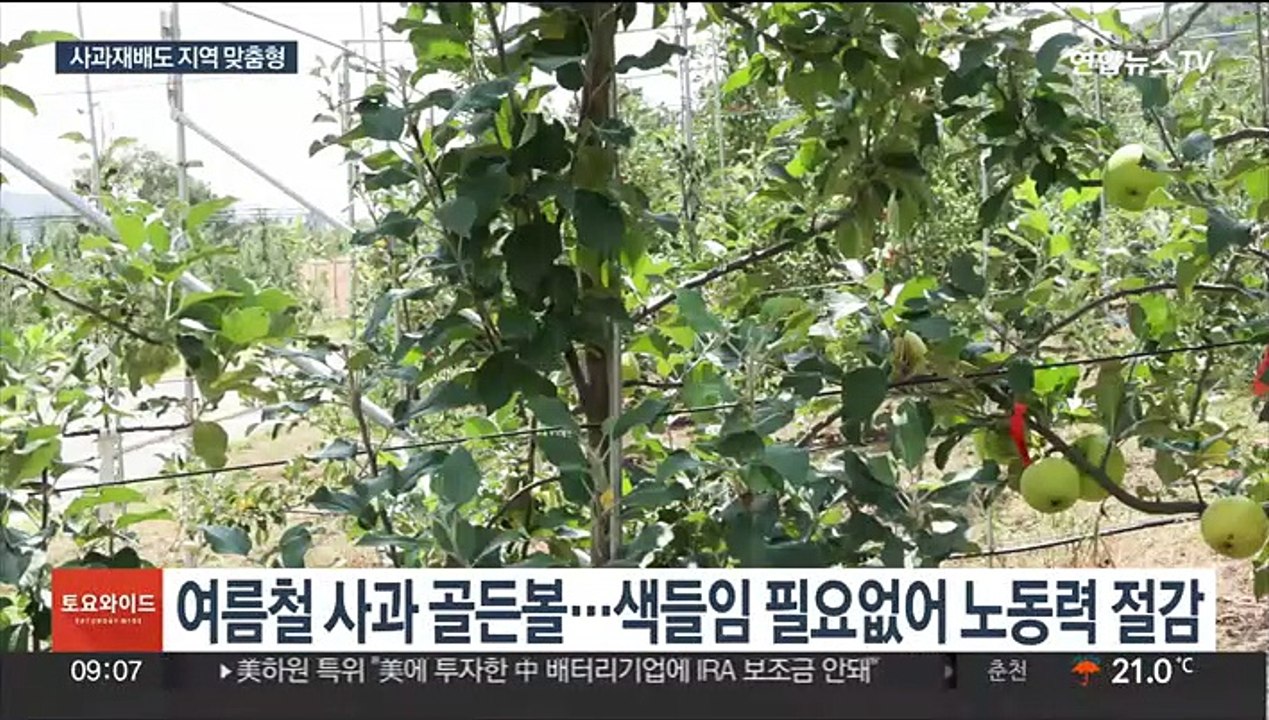 기후변화 대응…지역 맞춤형 사과 품종 보급