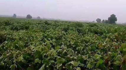 राजस्थान में फिर बारिश का जोर, मौसम विभाग ने जारी किया ये अलर्ट