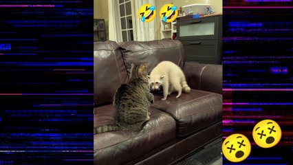 Boxing match between my cat suitcase and my raccoon Bento.