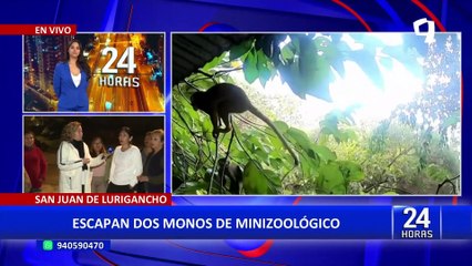 SJL: vecinos piden rescatar a dos monos que se escaparon de minizoológico