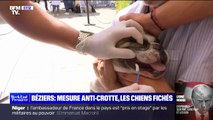 Béziers: pour lutter contre les crottes de chiens sur les trottoirs, les chiens fichés grâce à leur ADN