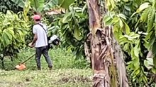 Cacao Farm with the Use of Grass Cutter