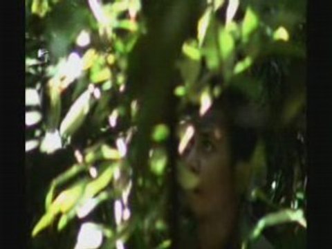 CLIP KALAWEIT SUMATRA (Gibbon)