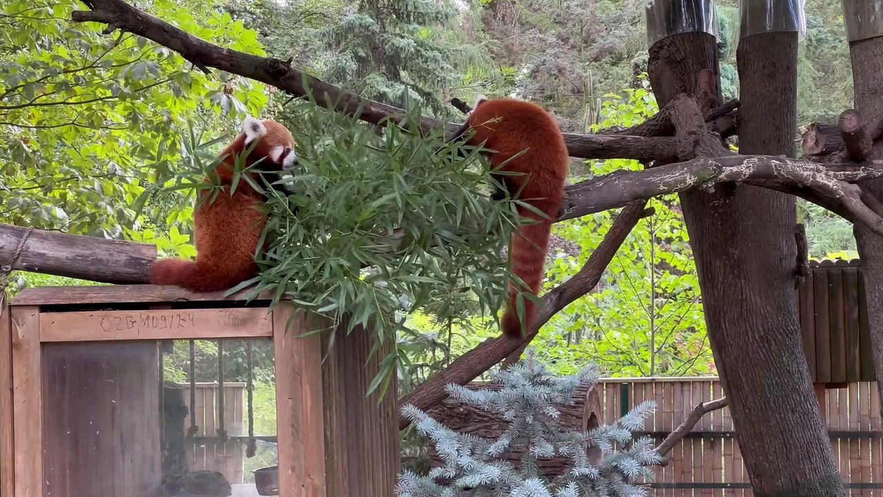 Międzynarodowy Dzień Pandki Rudej w toruńskim Ogrodzie Zoobotanicznym