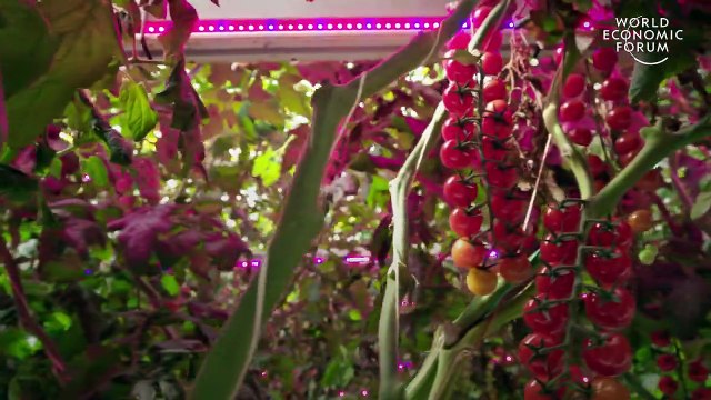 Farmers in the Netherlands are growing more food using less resources _ Pioneers for Our Planet