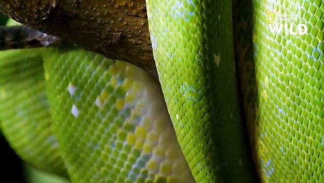 Les serpents, amoureux passionnés