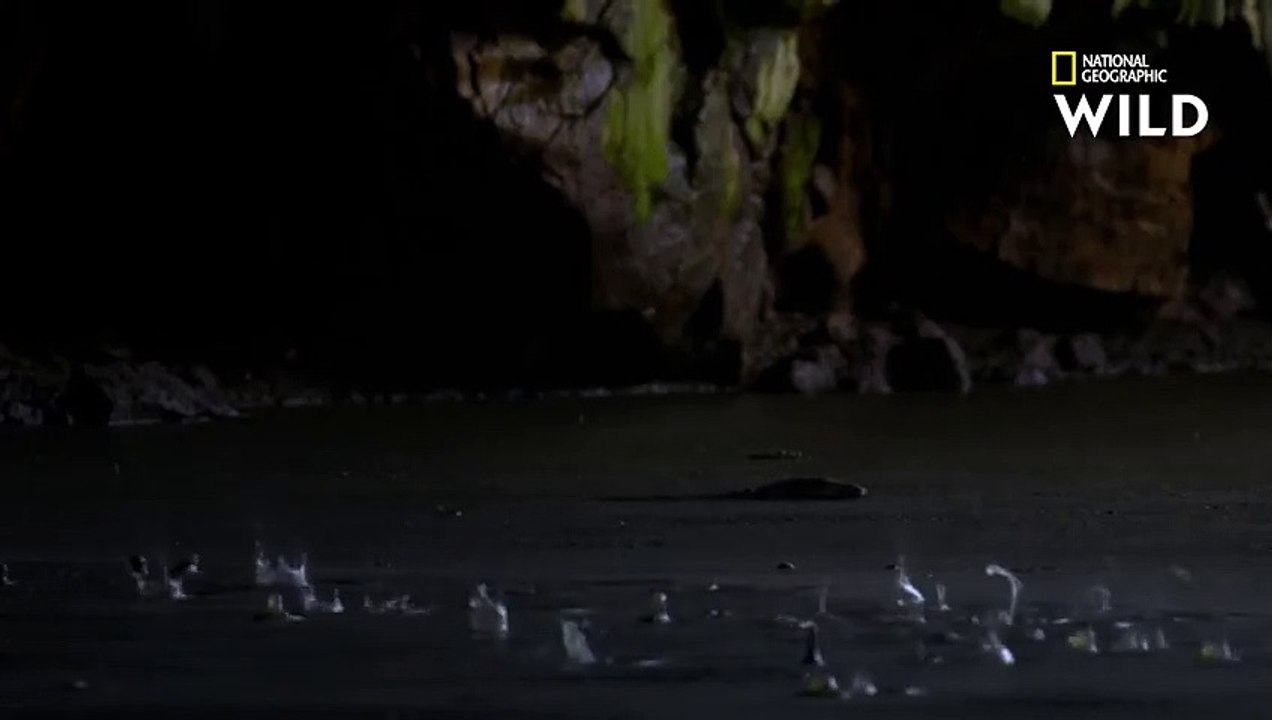 Le varan malais, tueur de chauves-souris