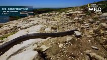 Les serpents-tigres ont-ils été bannis sur une île australienne