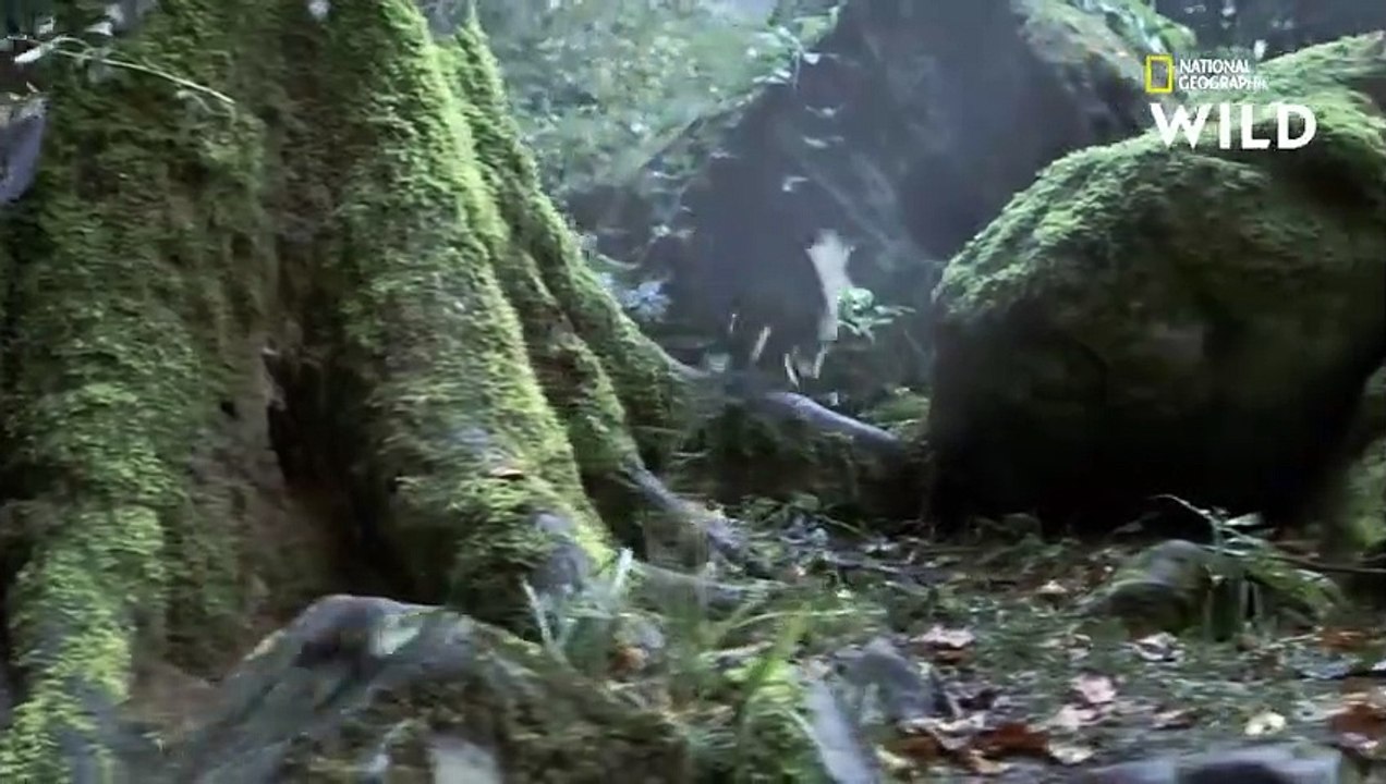 Les reptiles, autrefois maîtres des mers, du ciel et de la terre