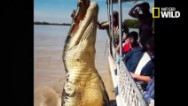 Un crocodile se bat contre un requin-bouledogue