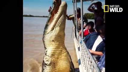Un crocodile se bat contre un requin-bouledogue